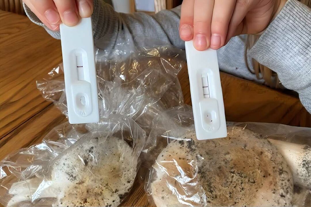 Sous cette belle apparence se cache un champignon toxique.