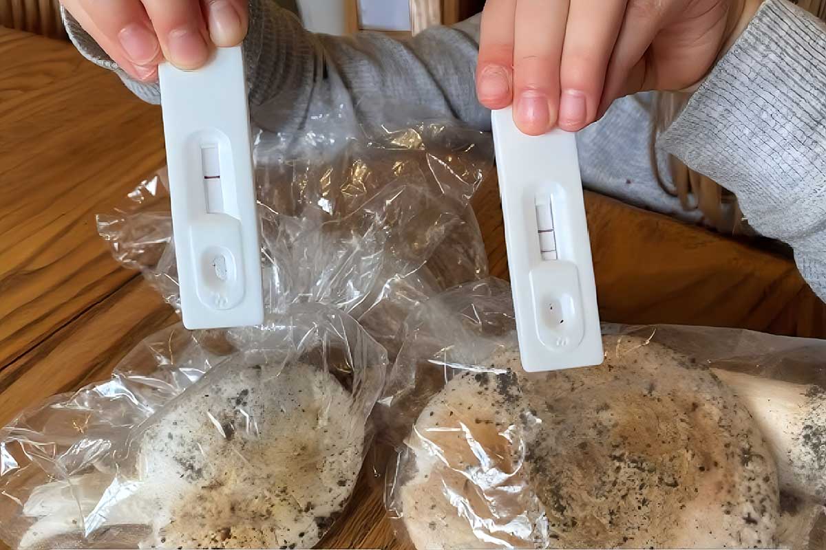 Sous cette belle apparence se cache un champignon toxique.