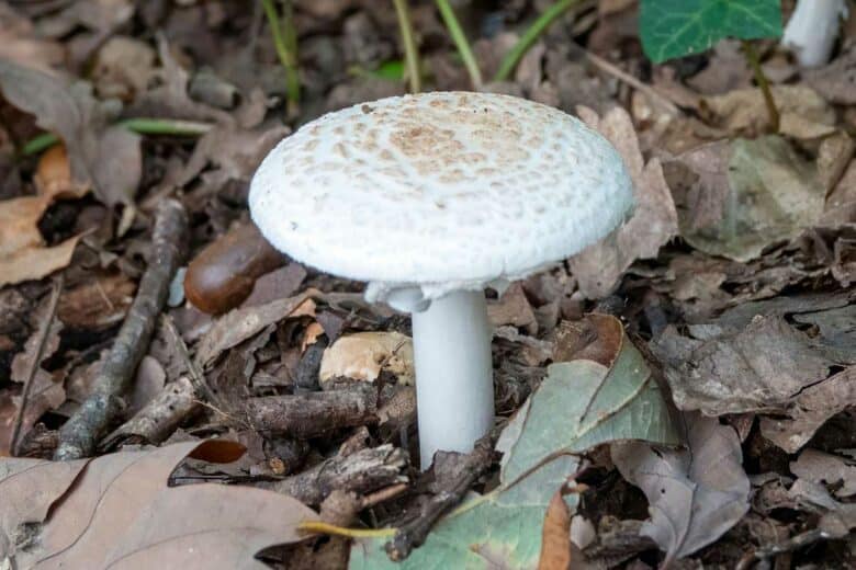 Un champignon de la famille des Amanites très toxiques.