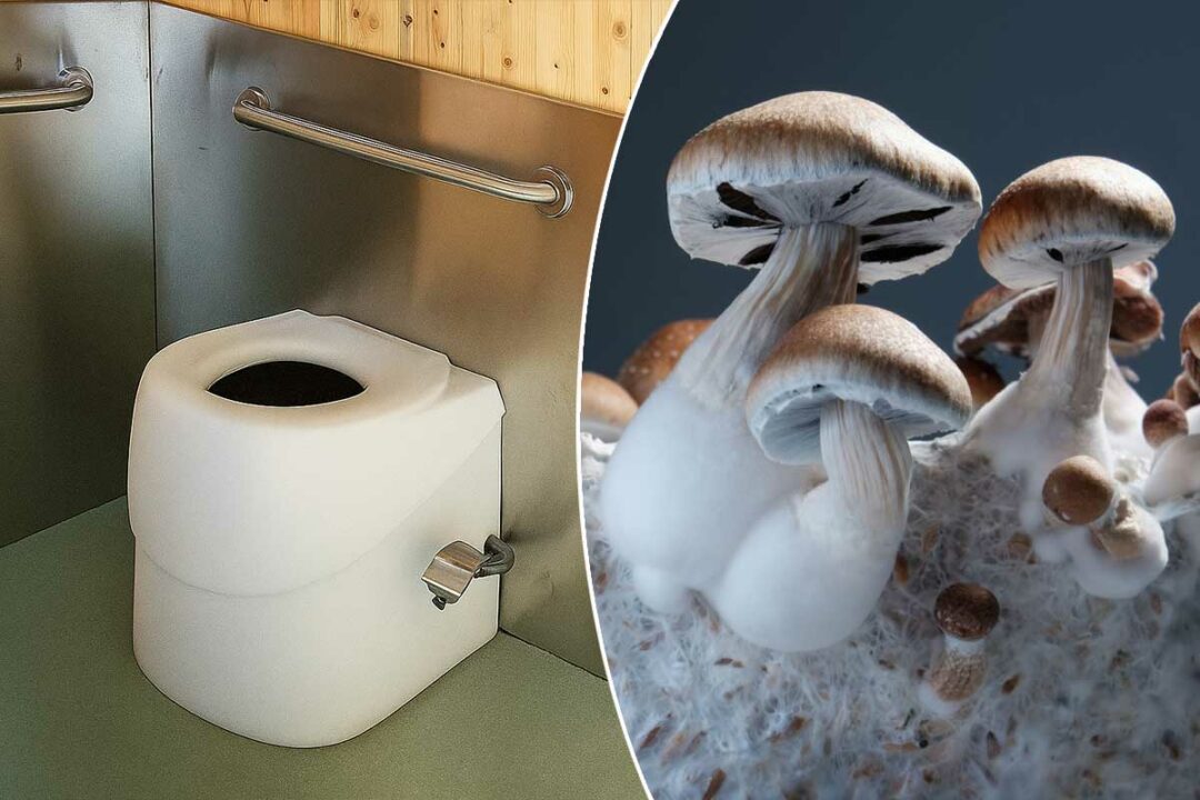 Des toilettes fonctionnant avec des champignons.