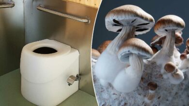 Des toilettes fonctionnant avec des champignons.