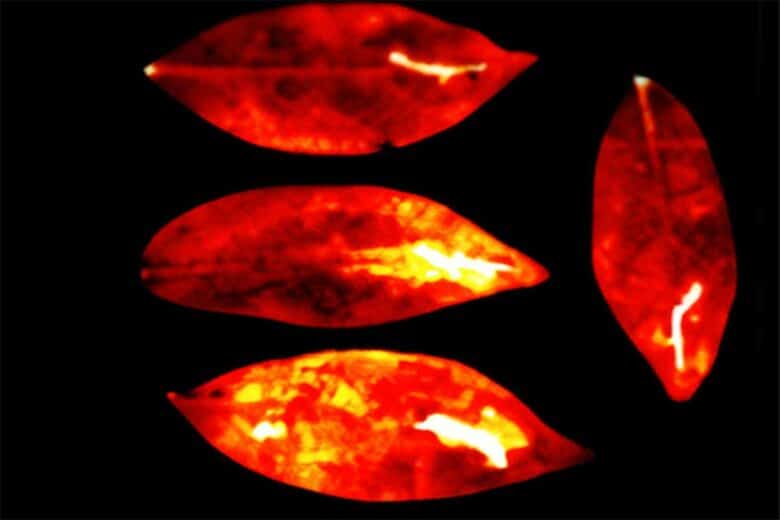 Des photons visibles sur des feuilles.