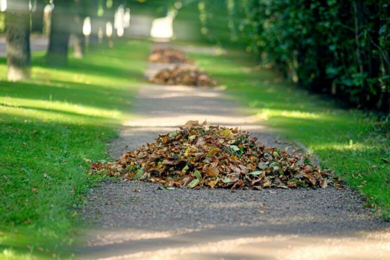 Un parc où les feuilles mortes sont entassées soigneusement.