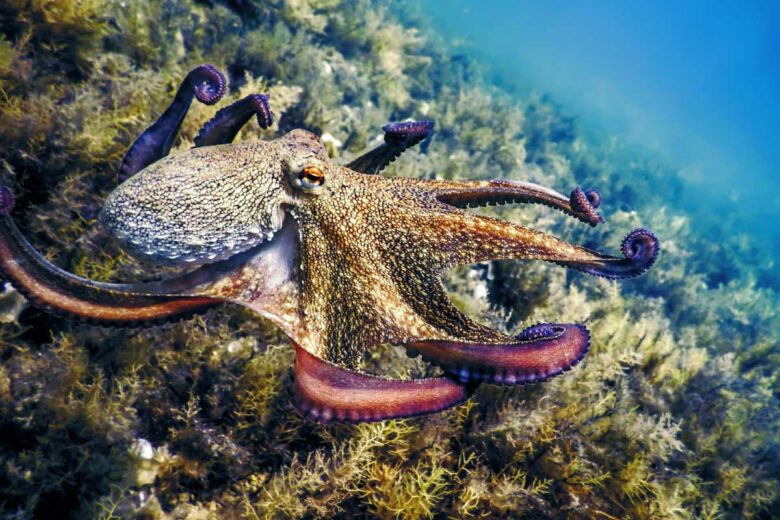 Une pieuvre dans son milieu naturel.