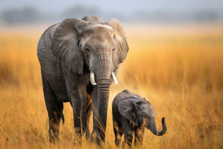 Un éléphant et son petit dans la savane.