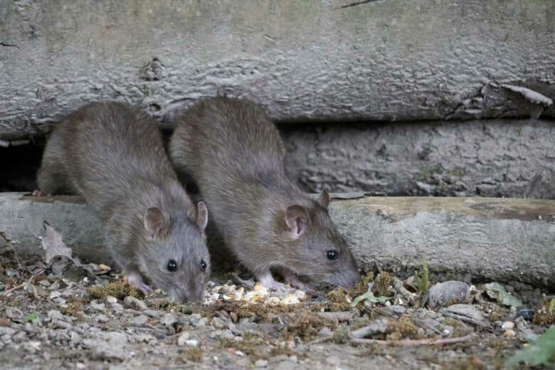 Deux rats cherchent de la nourriture.