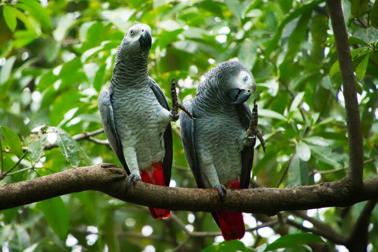 Deux perroquets gris sur une branche.