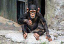 Un chimpanzé fixe le photographe.