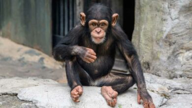 Un chimpanzé fixe le photographe.