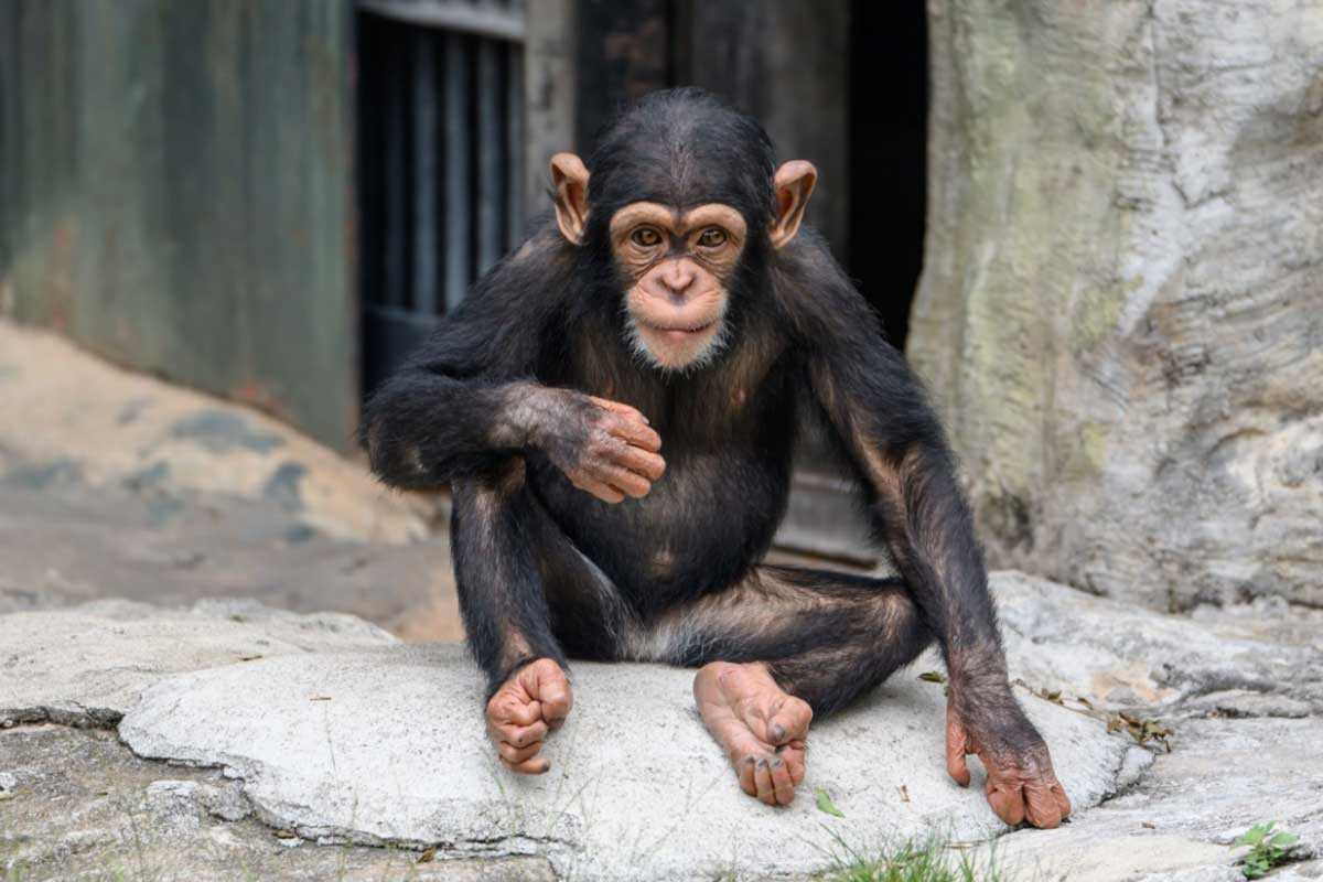 Un chimpanzé fixe le photographe.