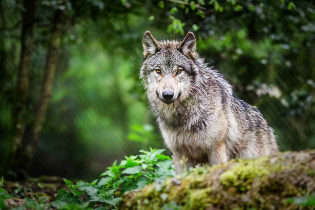 Un loup en pleine observation.