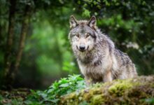 Un loup en pleine observation.