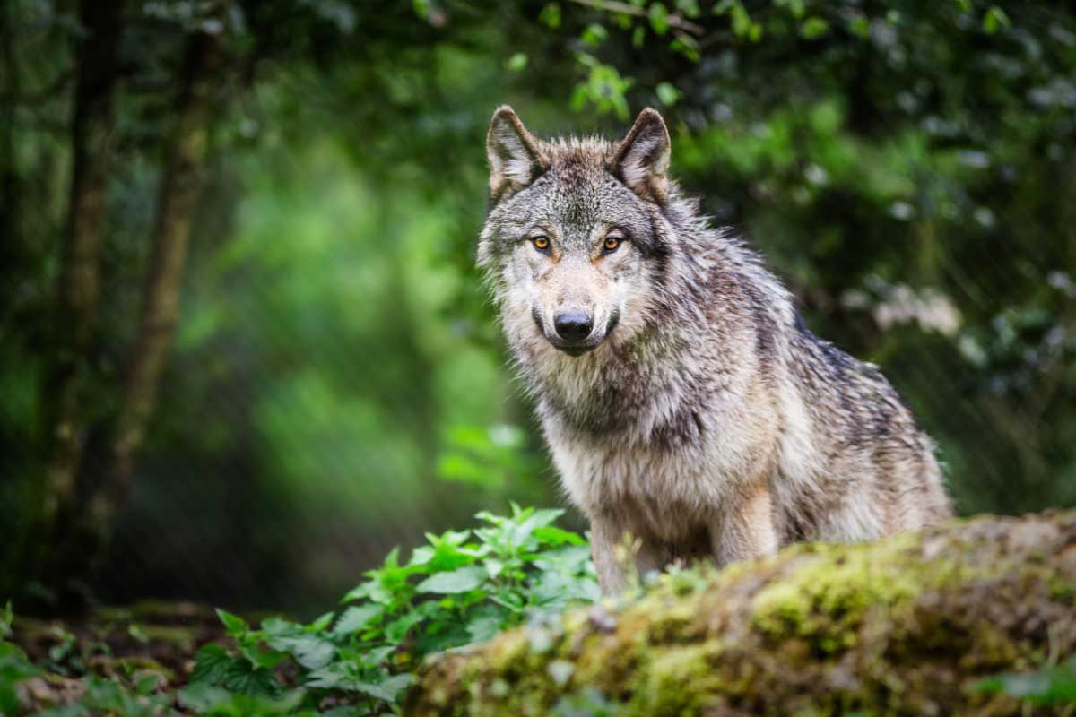 Un loup en pleine observation.