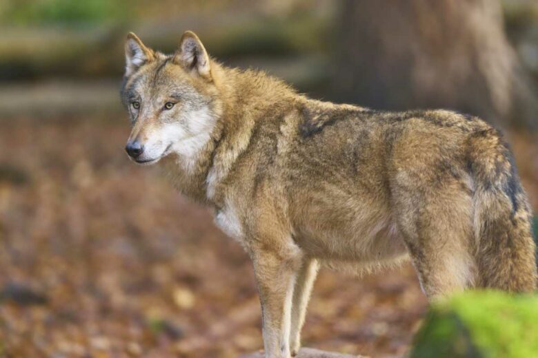 Un loup dans la forêt.