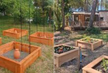 Des carrés potagers irrigués avec des oyas.