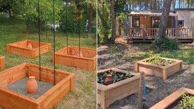 Des carrés potagers irrigués avec des oyas.