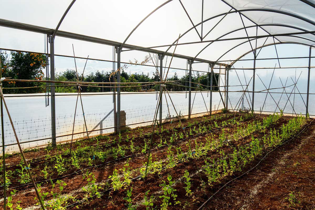 Une serre agricole.