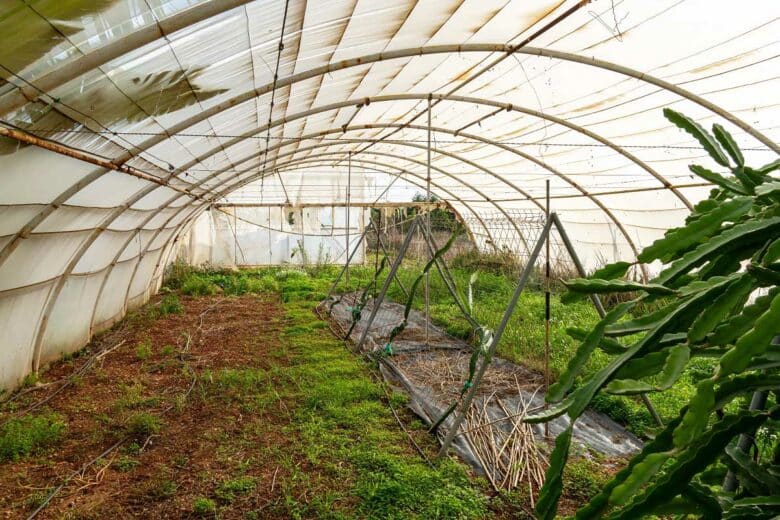 L'intérieur d'une serre.