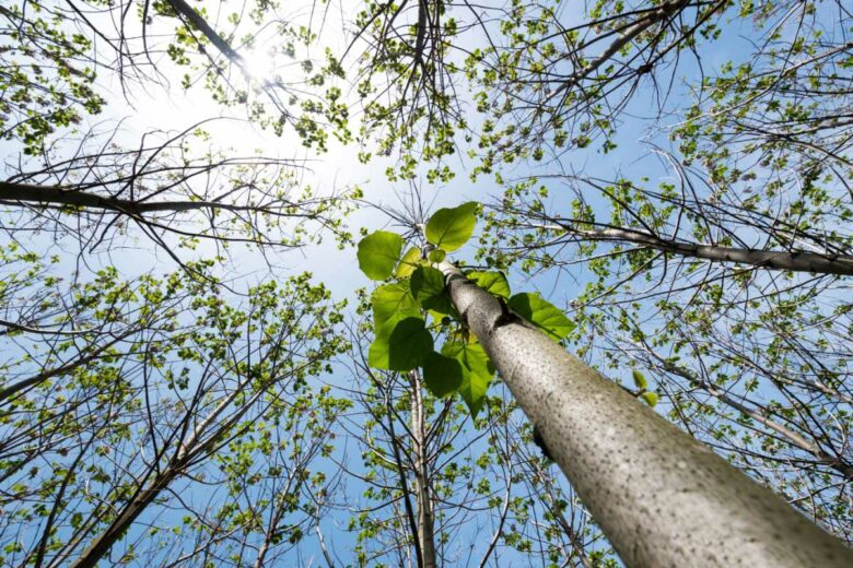 Des arbres qui poussent très vite.