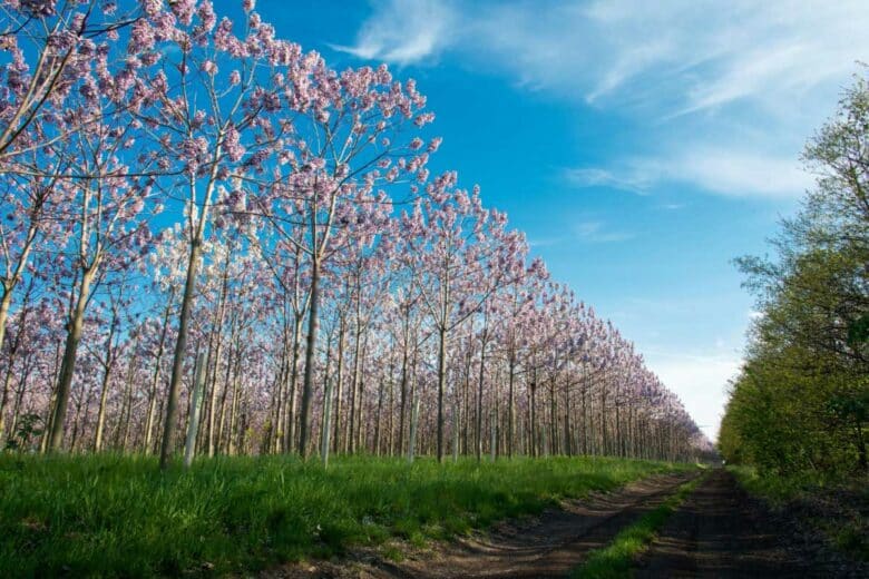 Une plantation de Paulownias en fleurs.