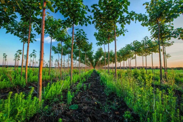 Une plantation de Paulownias.