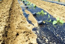 Plantation de paulownia sur un sol aride.