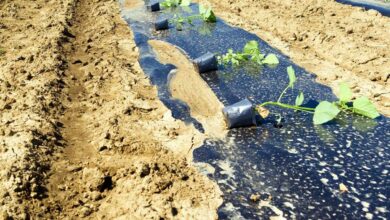 Plantation de paulownia sur un sol aride.