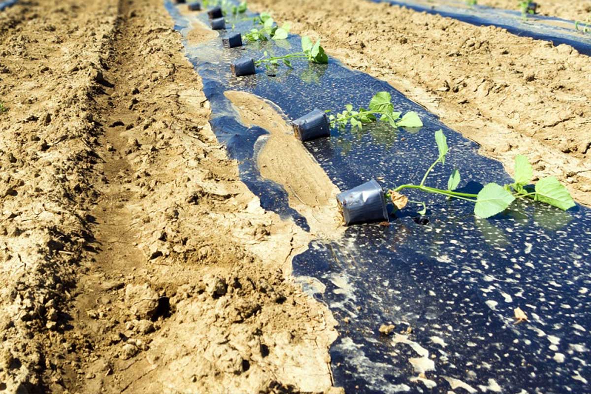 Plantation de paulownia sur un sol aride.