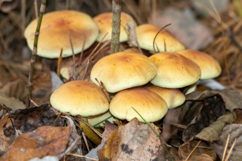 Un groupe de champignons.