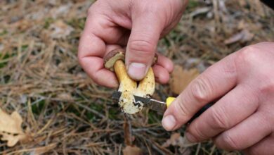 Une personne cueille des champignons.