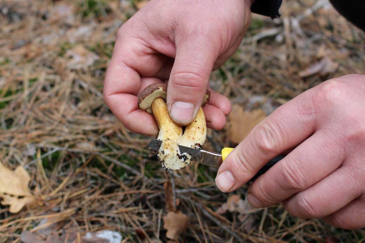 Une personne cueille des champignons.