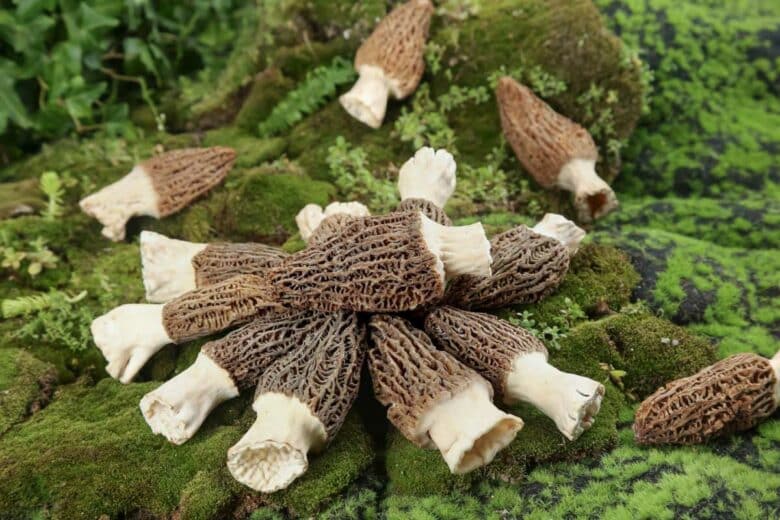 Des morilles disposées sur de la mousse.