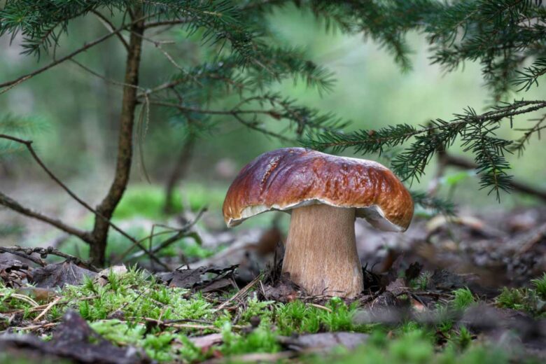 Un beau cèpe sous un épineux.