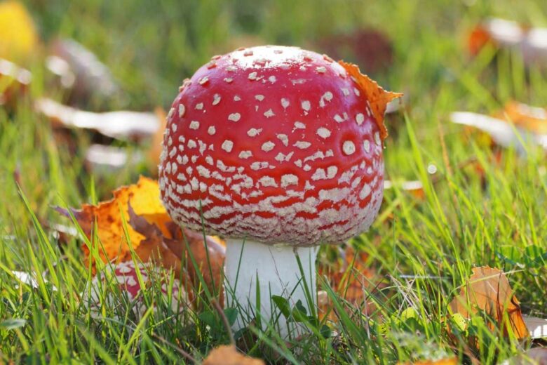 Un champignon Agaric mouche.