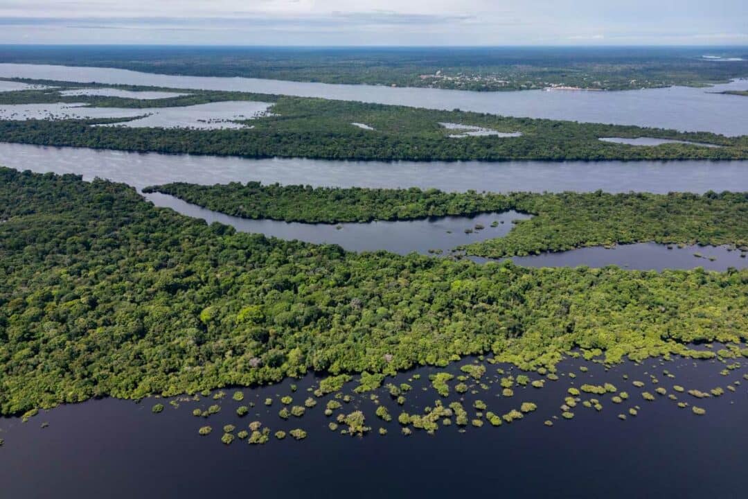 Une étendue de forêt amazonienne.