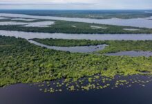Une étendue de forêt amazonienne.