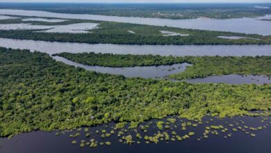 Une étendue de forêt amazonienne.