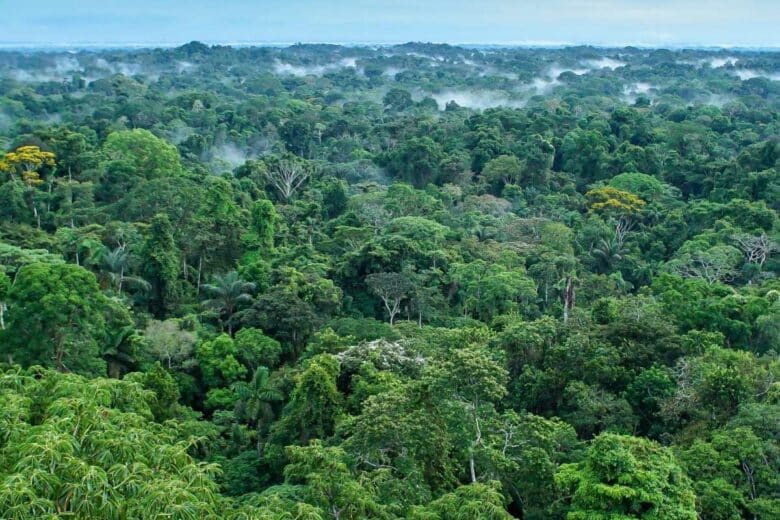 La forêt amazonienne.