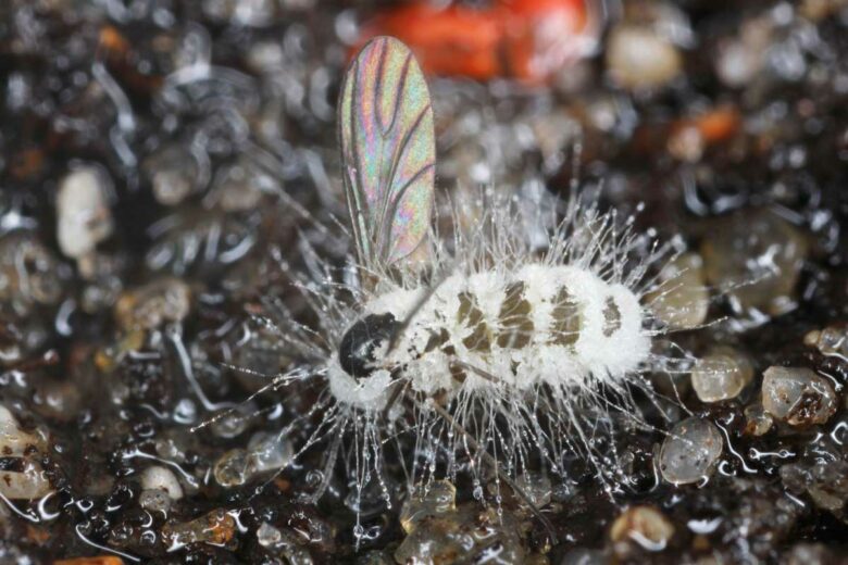 Une mouche infestée par un champignon entomopathogène.