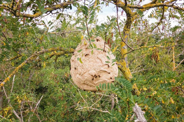 Un nid de frelons asiatiques.