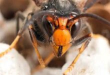 Un frelon asiatique.