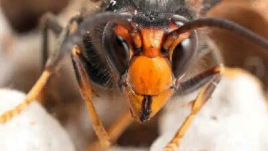 Un frelon asiatique.