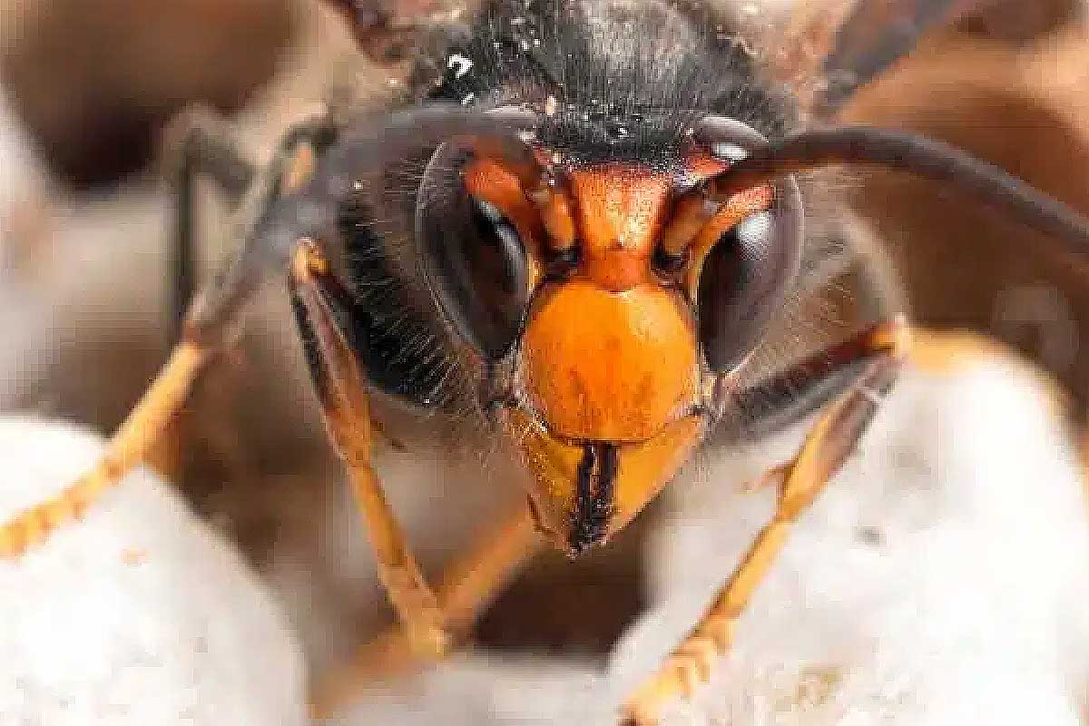 Un frelon asiatique.