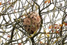 Un nid dans des branchages.