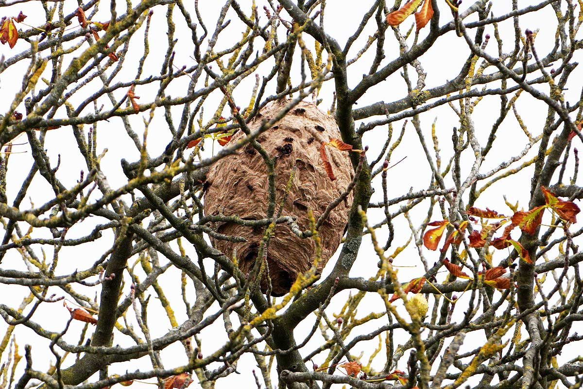 Un nid dans des branchages.