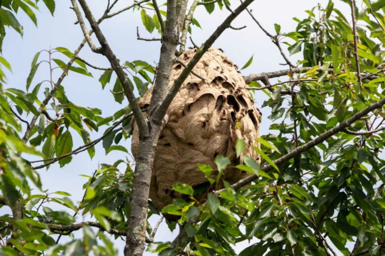 Un nid de frelons asiatiques sur le haut d'un arbre.