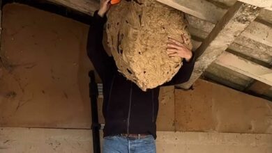 Etienne LGF et un nid (traité) de frelons asiatiques énorme.