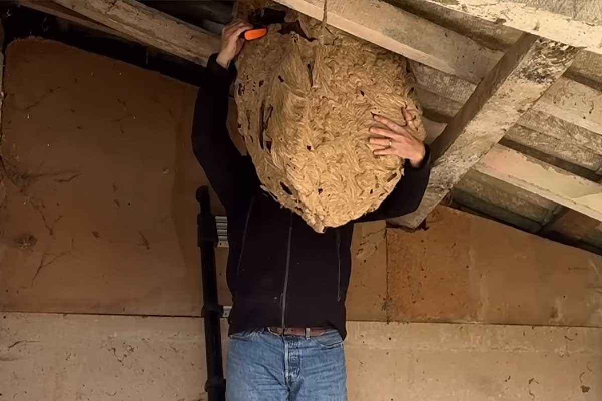 Etienne LGF et un nid (traité) de frelons asiatiques énorme.