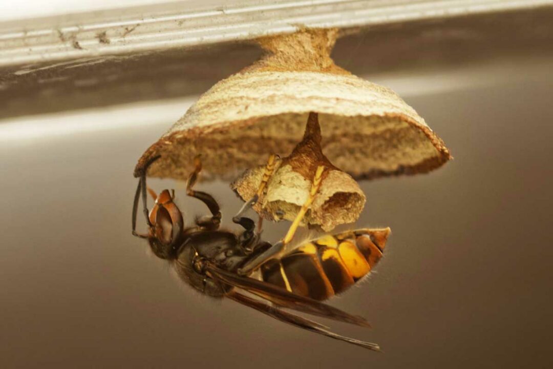 Une reine construit un nid primaire.