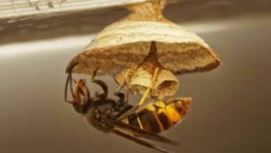 Une reine construit un nid primaire.